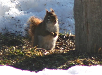 ~ Backyard Squirrel ~