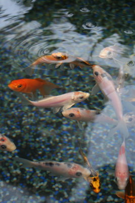 Fishies @ the Greenhouse