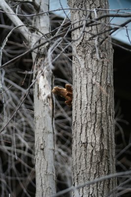 Growing Out of the Tree...