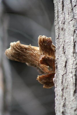 A Big Fungi...