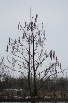 Drooping Tree