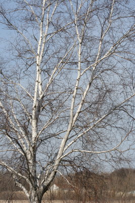 Just a Barren Tree...