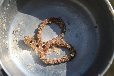 A Pretzel Shaped Worm!!!