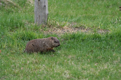 Checking the Greenery Out...