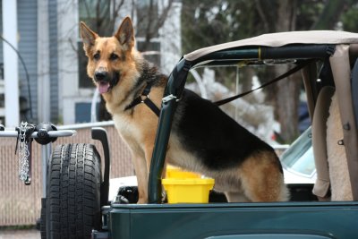 Doggie Enjoying the Ride
