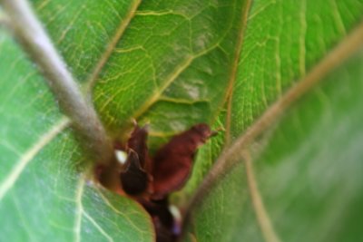 Inside the Leaf...