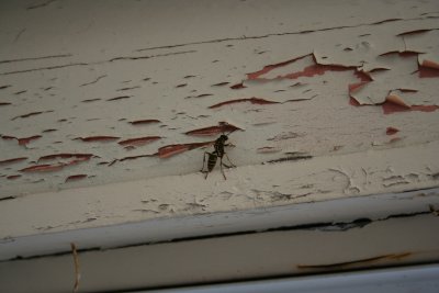 Ouch - a Wasp!