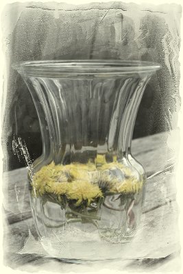 *Dandelions are Pretty Weeds*