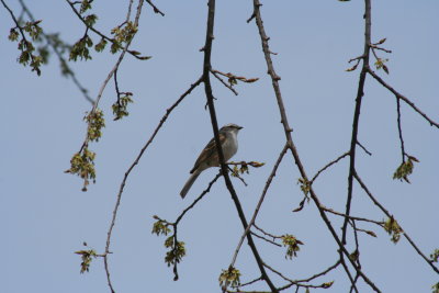 Birdie Singing Me a Song ~