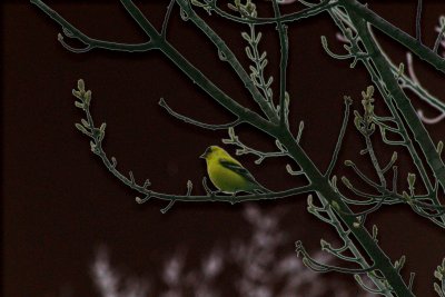 Little Yellow Birdie  :}