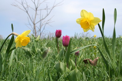 In the Wind...