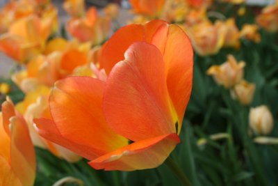 'Refreshing Orange Sherbert'