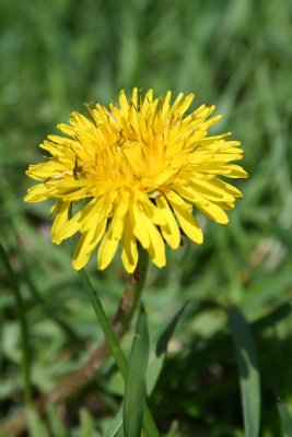 *Dandelion*