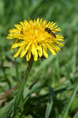 Scratching the Pollen Outta my Eye!