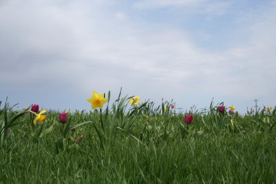 Field of Flowers