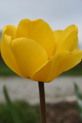 Outside the Yellow Flower