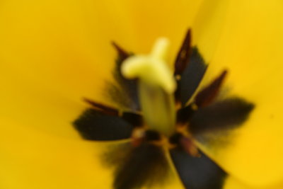 Inside the Yellow Flower...