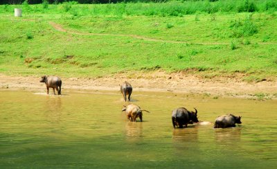 Guilin water buffalo in Li river