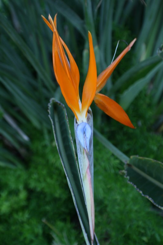 Bird of Paradise