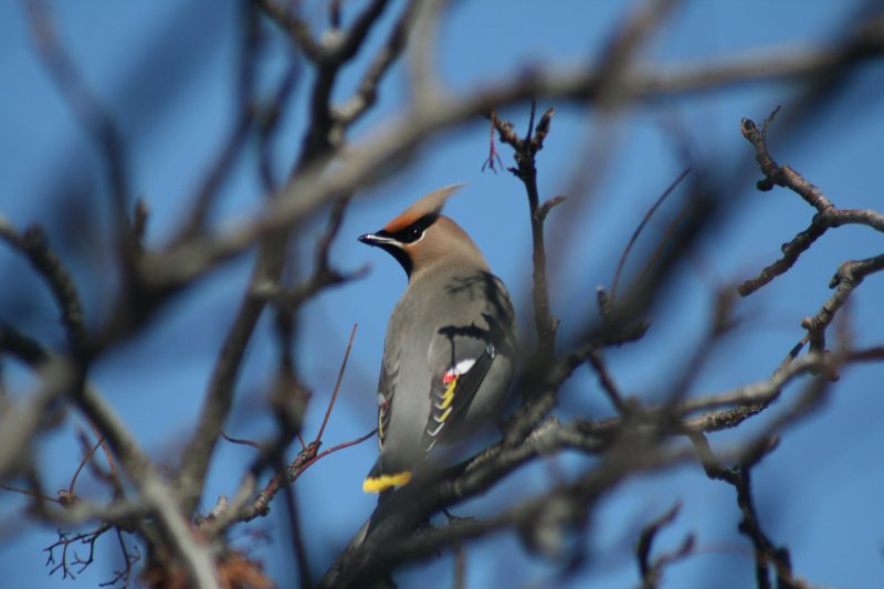 Bohemian Waxwing