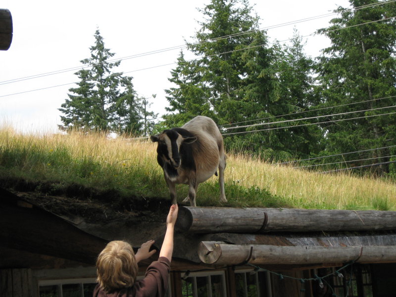 Goats on the Roof 2