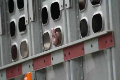 OK....no tree bark to be brought into Alberta...how bout pigs?...:o)