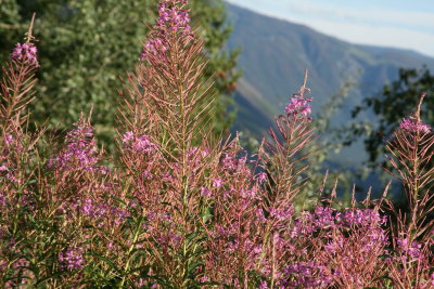 Wild flowers