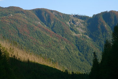 Barriere forest...and the Pine Beetle