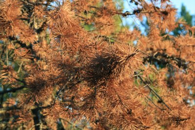 Pine Beetle Aftermath