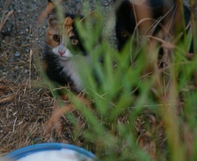 Lost kittens