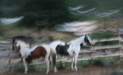 Blurred horses.....