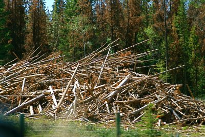 Mountain Pine Beetle devastation