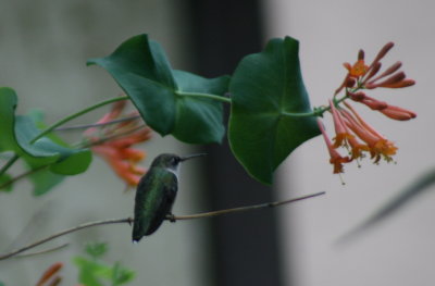 First Hummingbird I've seen in our yard this year....at summer's end