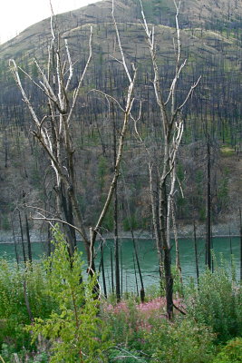 View across the North Thompson River at the Pine Beetle devastation...hardly a tree here has been spared.