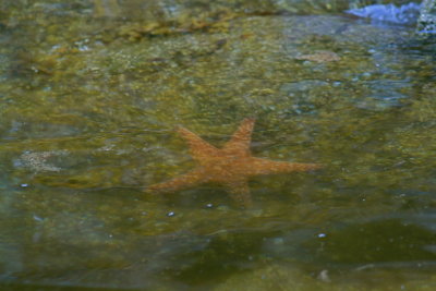 Starfish