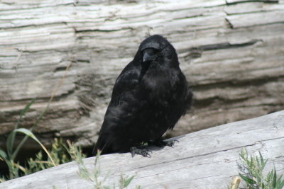 Being a crow