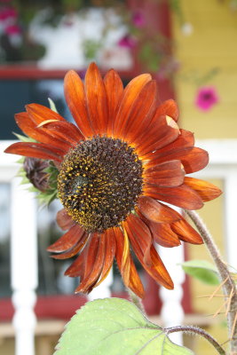 The Red Sunflower