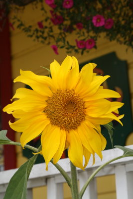 Traditional Sunflower