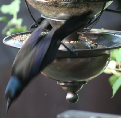 Common diving Grackle
