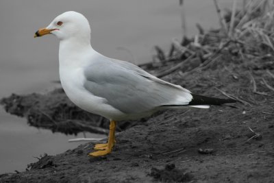 Seagull profile