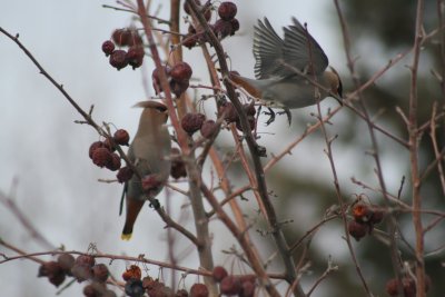 Waxwings playing in the berries