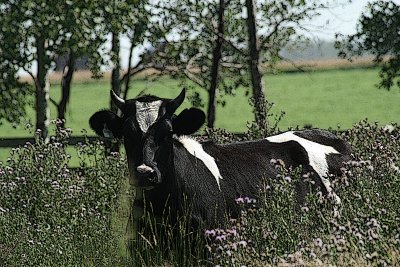 ....and speaking of cows...