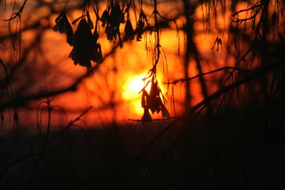 Sunset Silhouette