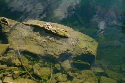 Starfish resting place