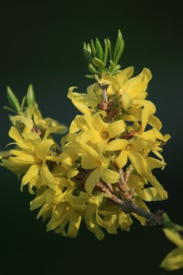 Forsythia