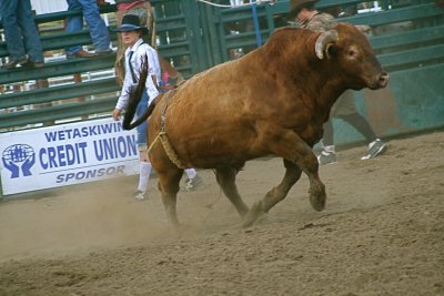 A lotta bull
