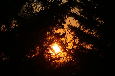 Spring sunset through the trees