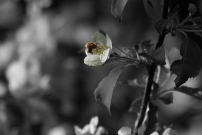 Back yard honey bee