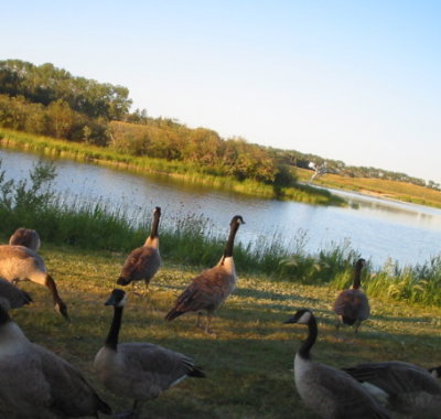 Geese By the Lake