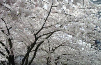 Cherry Blossum time
